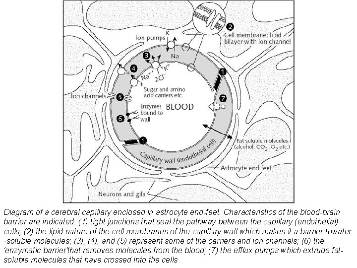 Diagram of a cerebral capillary enclosed in astrocyte end-feet. Characteristics of the blood-brain barrier