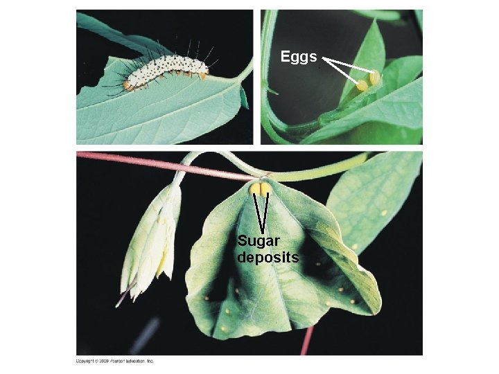 Eggs Sugar deposits 