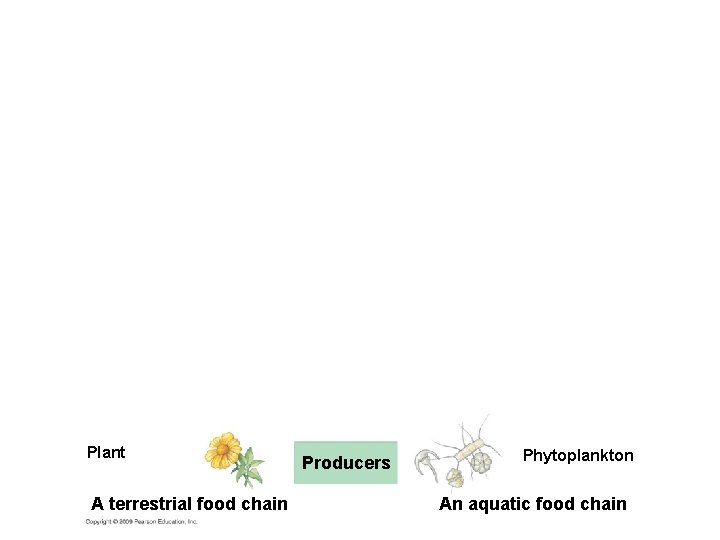 Plant A terrestrial food chain Producers Phytoplankton An aquatic food chain 