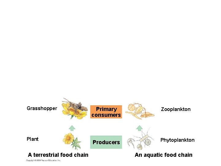 Grasshopper Plant A terrestrial food chain Primary consumers Zooplankton Producers Phytoplankton An aquatic food