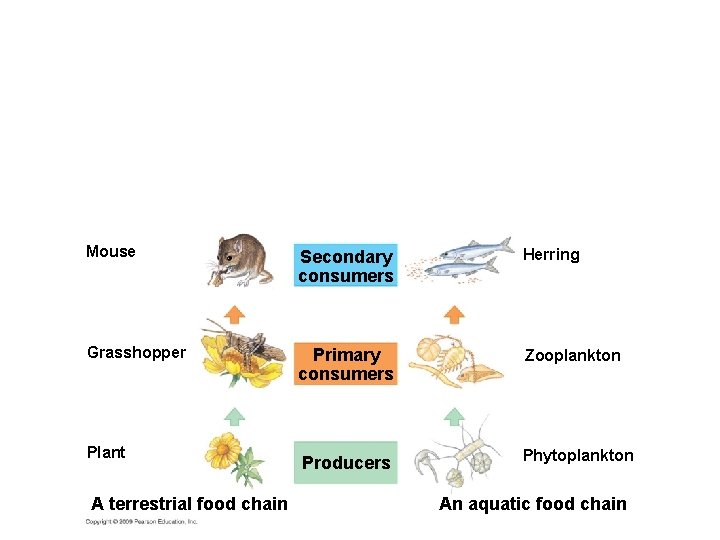 Mouse Secondary consumers Herring Grasshopper Primary consumers Zooplankton Producers Phytoplankton Plant A terrestrial food