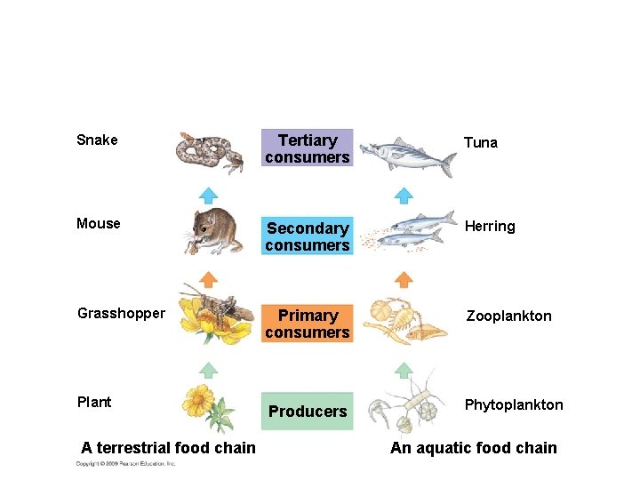 Snake Tertiary consumers Tuna Mouse Secondary consumers Herring Grasshopper Primary consumers Zooplankton Producers Phytoplankton