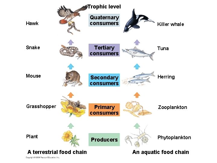 Trophic level Hawk Quaternary consumers Killer whale Snake Tertiary consumers Tuna Mouse Secondary consumers