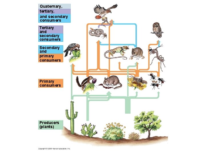 Quaternary, tertiary, and secondary consumers Tertiary and secondary consumers Secondary and primary consumers Producers