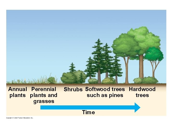 Annual Perennial plants and grasses Shrubs Softwood trees Hardwood such as pines trees Time