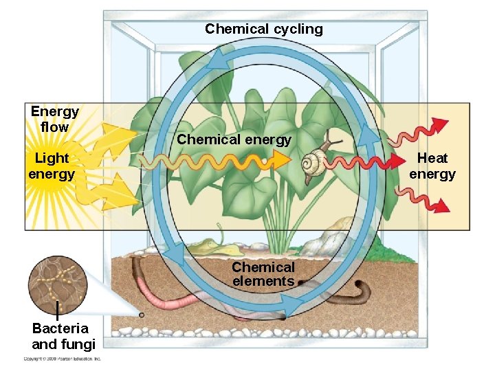 Chemical cycling Energy flow Chemical energy Light energy Heat energy Chemical elements Bacteria and