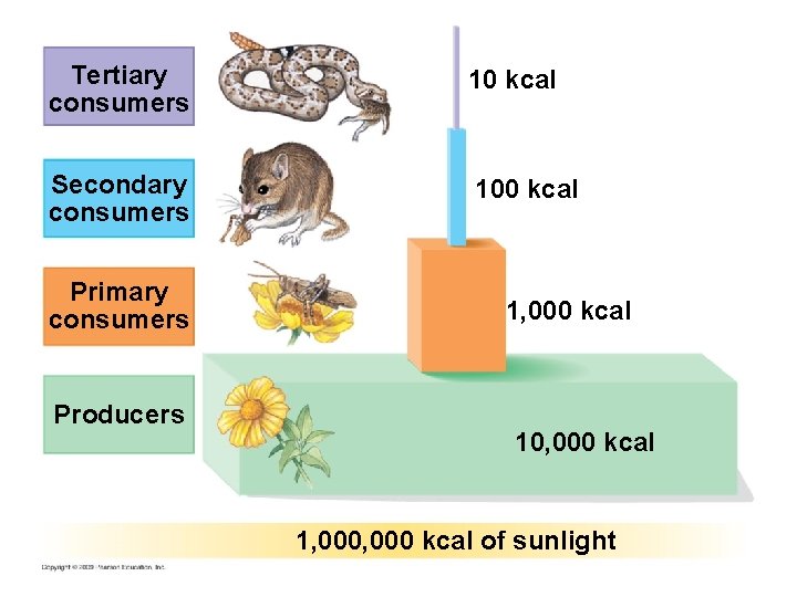 Tertiary consumers 10 kcal Secondary consumers 100 kcal Primary consumers Producers 1, 000 kcal