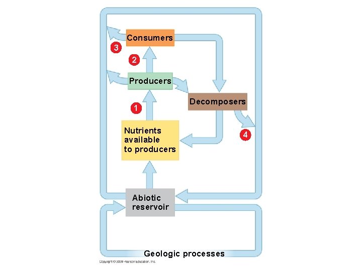 Consumers 3 2 Producers Decomposers 1 Nutrients available to producers Abiotic reservoir Geologic processes