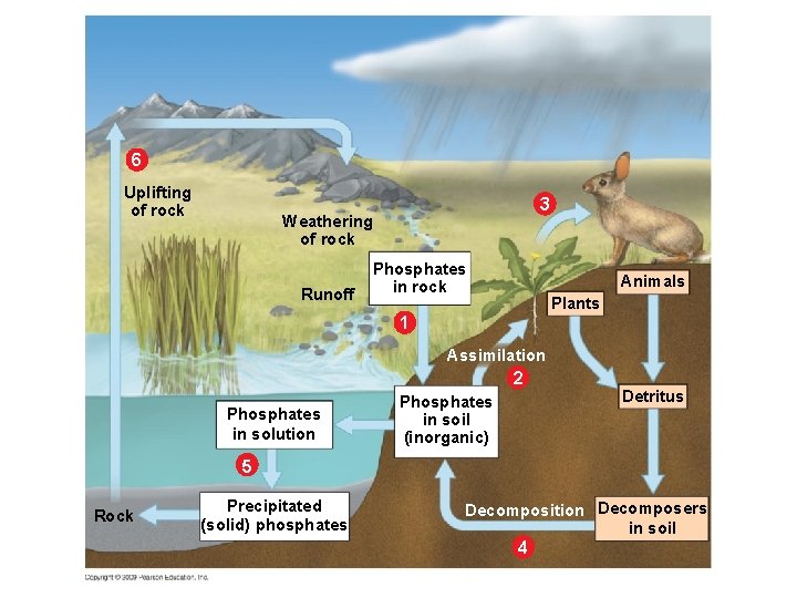 6 Uplifting of rock 3 Weathering of rock Runoff Phosphates in rock Animals Plants