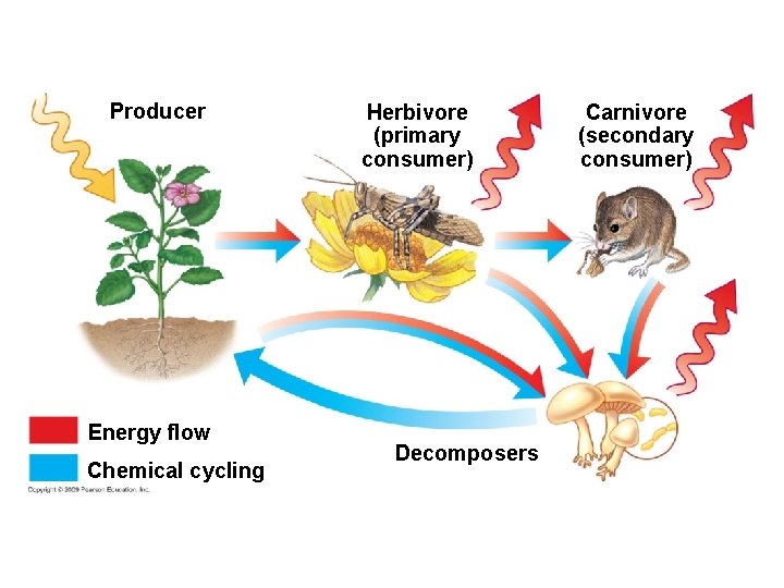 Producer Energy flow Chemical cycling Herbivore (primary consumer) Decomposers Carnivore (secondary consumer) 
