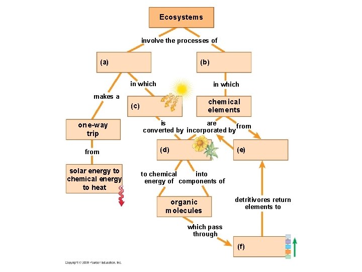 Ecosystems involve the processes of (a) (b) in which makes a chemical elements (c)