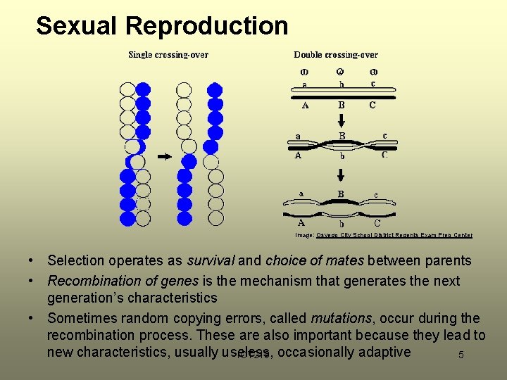 Sexual Reproduction Image: Osvego City School District Regents Exam Prep Center • Selection operates