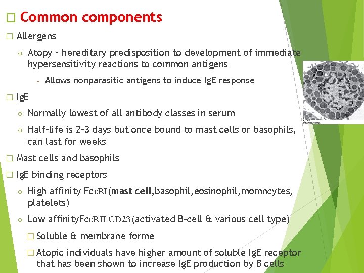 � � Common components Allergens ○ Atopy – hereditary predisposition to development of immediate