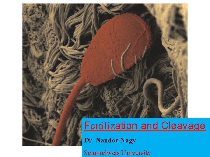 Fertilization and Cleavage Dr. Nandor Nagy Semmelweis University 