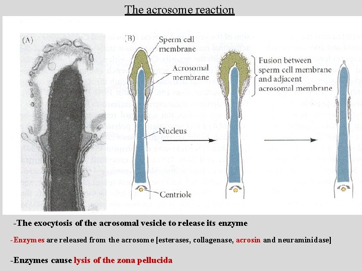 The acrosome reaction -The exocytosis of the acrosomal vesicle to release its enzyme -Enzymes