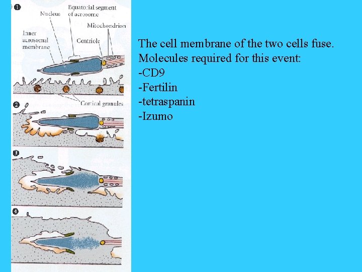 The cell membrane of the two cells fuse. Molecules required for this event: -CD