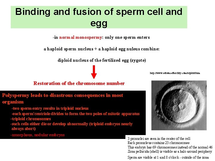 Binding and fusion of sperm cell and egg -in normal monospermy: only one sperm