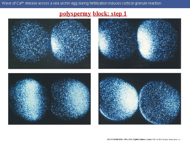 Wave of Ca 2+ release across a sea urchin egg during fertilization induces cortical