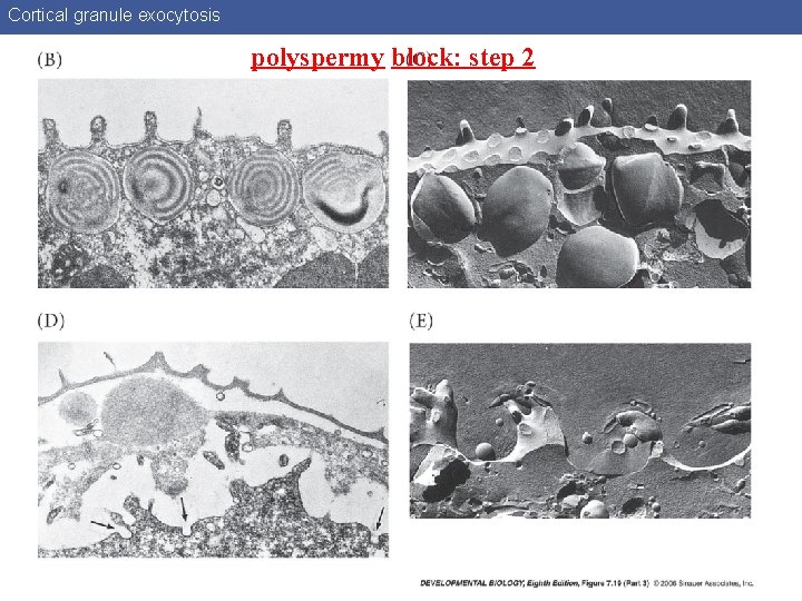 Cortical granule exocytosis polyspermy block: step 2 