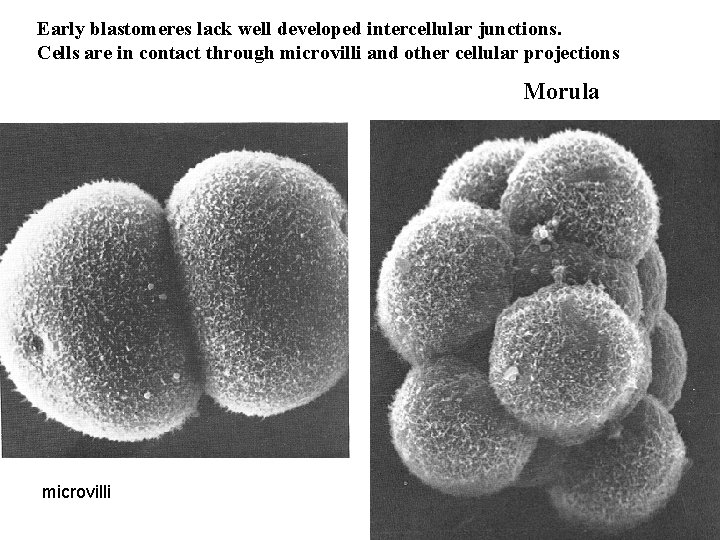 Early blastomeres lack well developed intercellular junctions. Cells are in contact through microvilli and