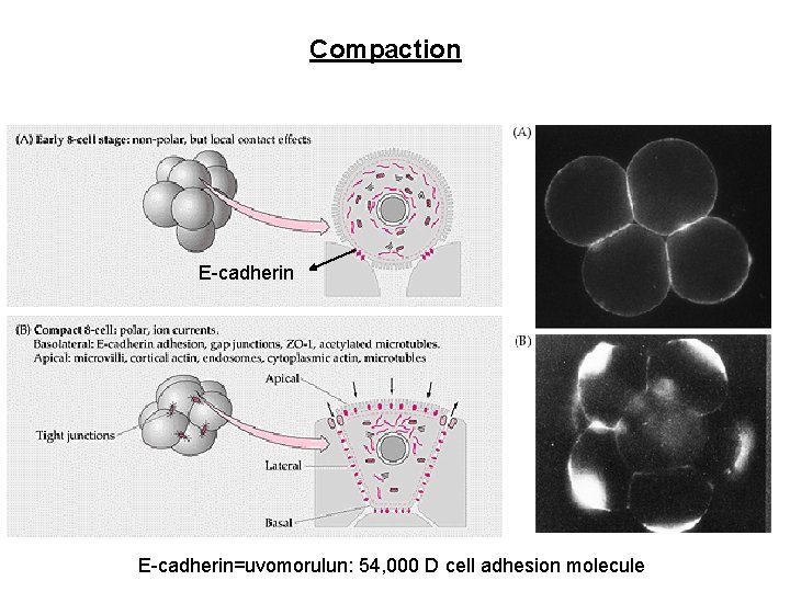 Compaction E-cadherin E-cadherin=uvomorulun: 54, 000 D cell adhesion molecule 