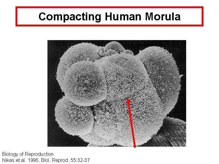 Compacting Human Morula Biology of Reproduction Nikas et al. 1996, Biol. Reprod. 55: 32