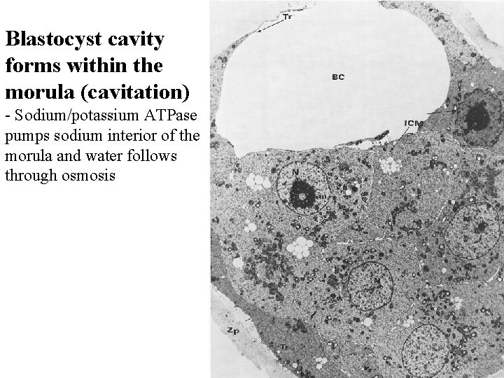 Blastocyst cavity forms within the morula (cavitation) - Sodium/potassium ATPase pumps sodium interior of