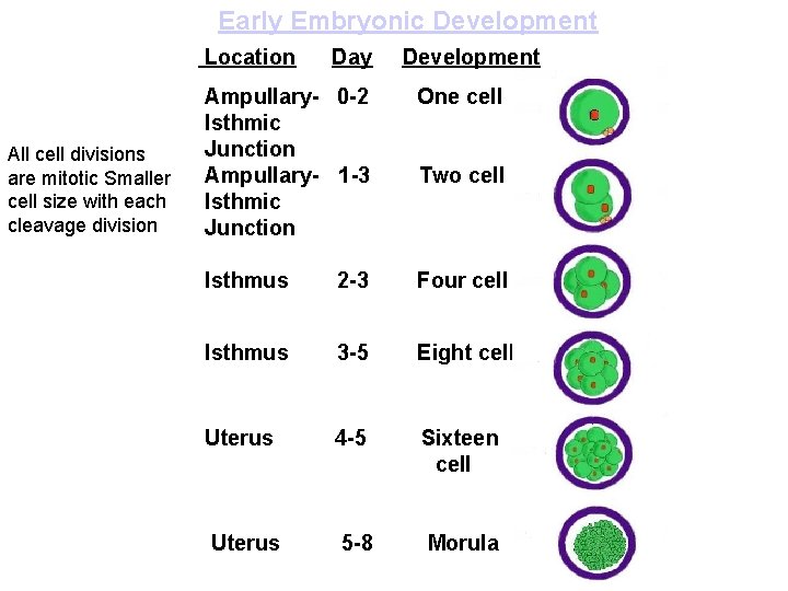 Early Embryonic Development Location All cell divisions are mitotic Smaller cell size with each