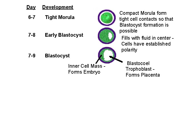 Day Development 6 -7 Tight Morula 7 -8 Early Blastocyst 7 -9 Blastocyst Inner