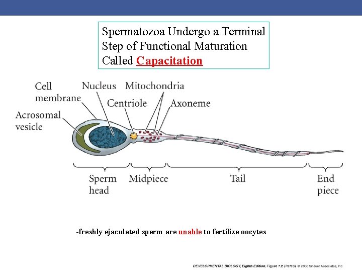 Spermatozoa Undergo a Terminal Step of Functional Maturation Called Capacitation -freshly ejaculated sperm are