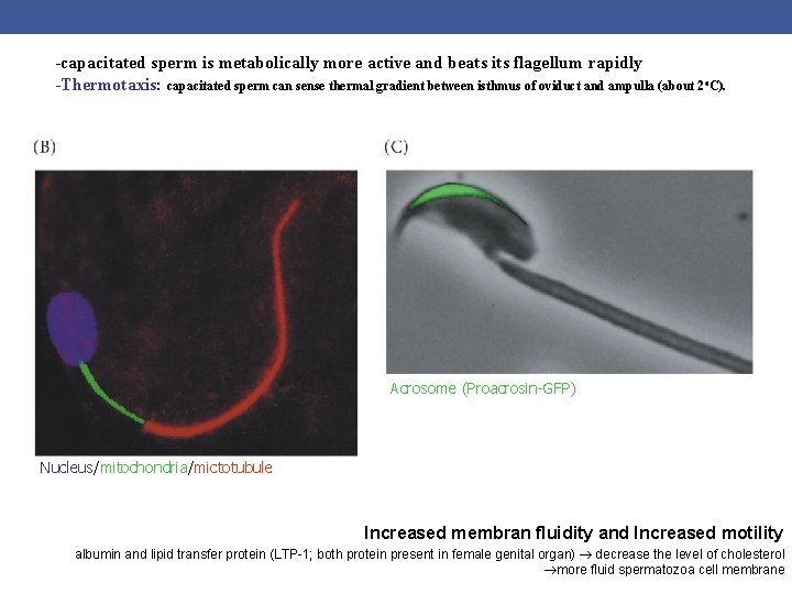 -capacitated sperm is metabolically more active and beats its flagellum rapidly -Thermotaxis: capacitated sperm