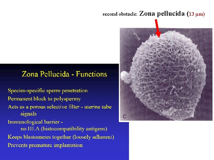 second obstacle: Zona pellucida (13 µm) 