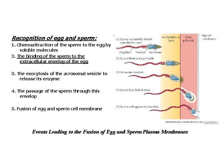 Recognition of egg and sperm: 1. Chemoattraction of the sperm to the egg by
