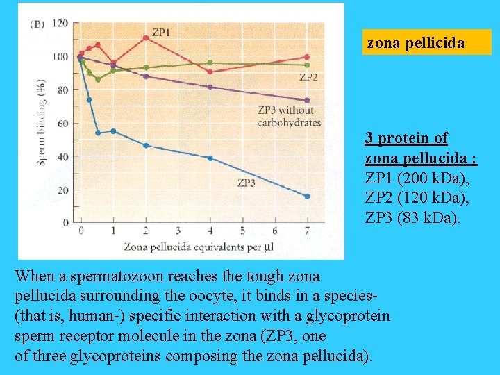 zona pellicida 3 protein of zona pellucida : ZP 1 (200 k. Da), ZP