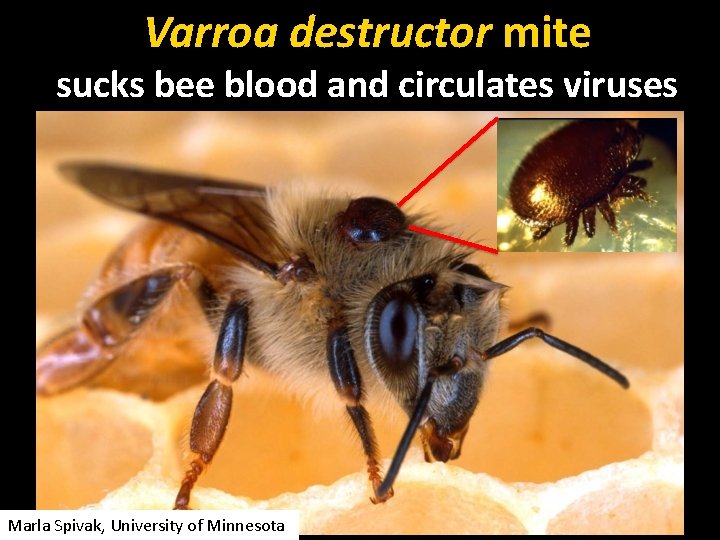 Varroa destructor mite sucks bee blood and circulates viruses Marla Spivak, University of Minnesota