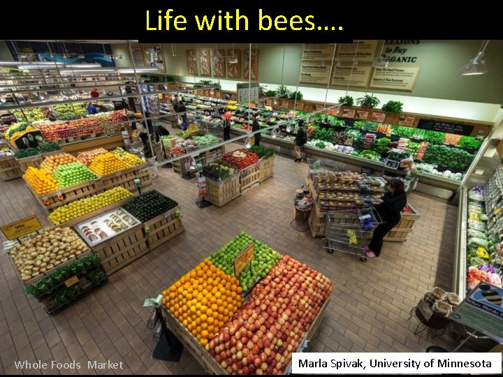 Life with bees…. Whole Foods Market Marla Spivak, University of Minnesota 