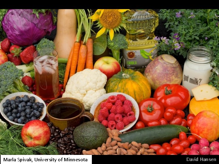 Marla Spivak, University of Minnesota David Hansen Marla Spivak, University of Minnesota David Hansen