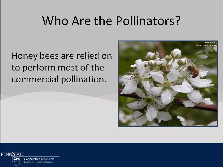 Click Who to Are editthe Master Pollinators? title style • Click to edit Master