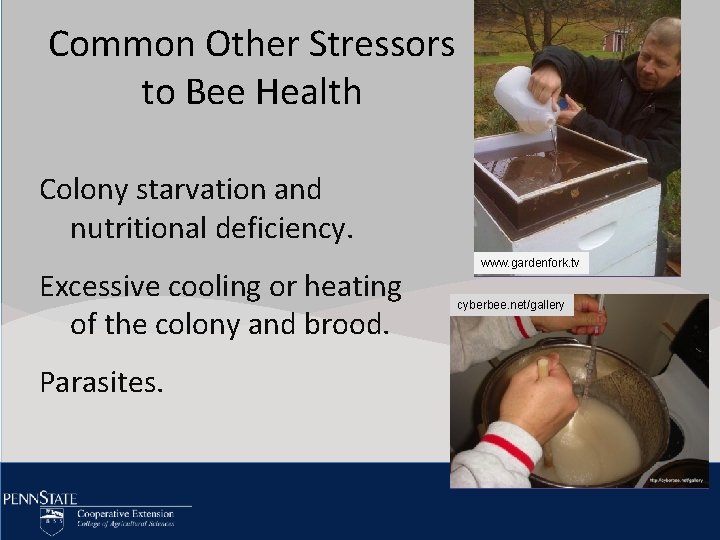 Common Other Stressors Click to edit Master title style to Bee Health • Click Common Other Stressors Click to edit Master title style to Bee Health • Click