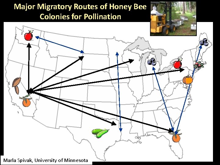 Major Migratory Routes of Honey Bee Colonies for Pollination Marla Spivak, University of Minnesota