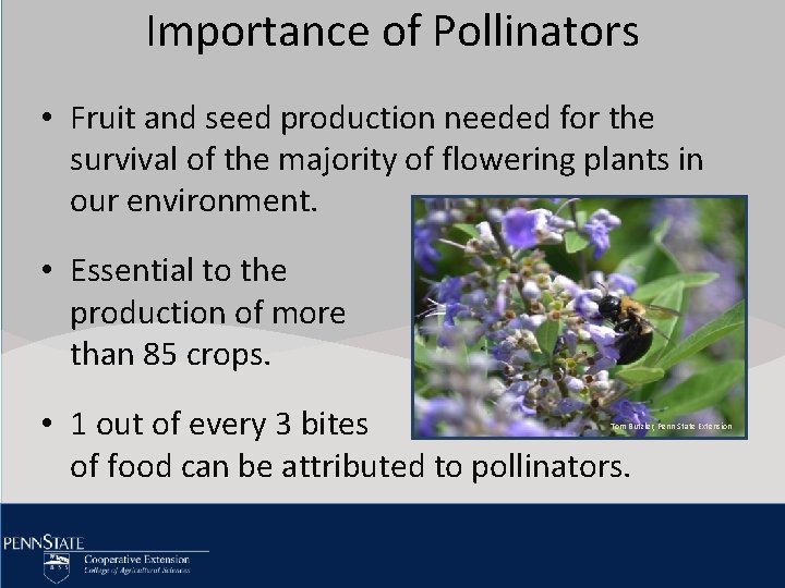 Importance of Pollinators Click to edit Master title style • Fruit and seed production