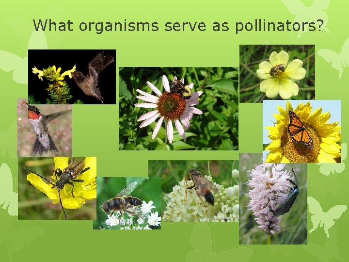 What organisms serve as pollinators? What organisms serve as pollinators?