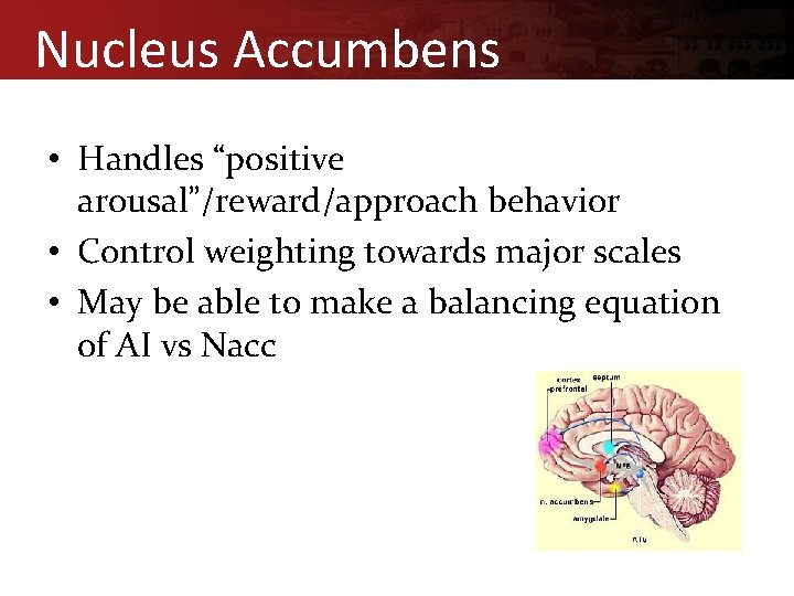 Nucleus Accumbens • Handles “positive arousal”/reward/approach behavior • Control weighting towards major scales •