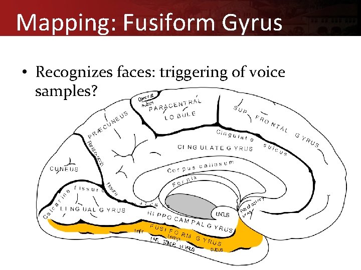 Mapping: Fusiform Gyrus • Recognizes faces: triggering of voice samples? 