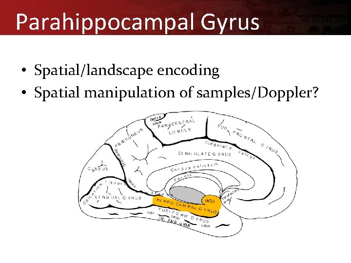 Parahippocampal Gyrus • Spatial/landscape encoding • Spatial manipulation of samples/Doppler? 