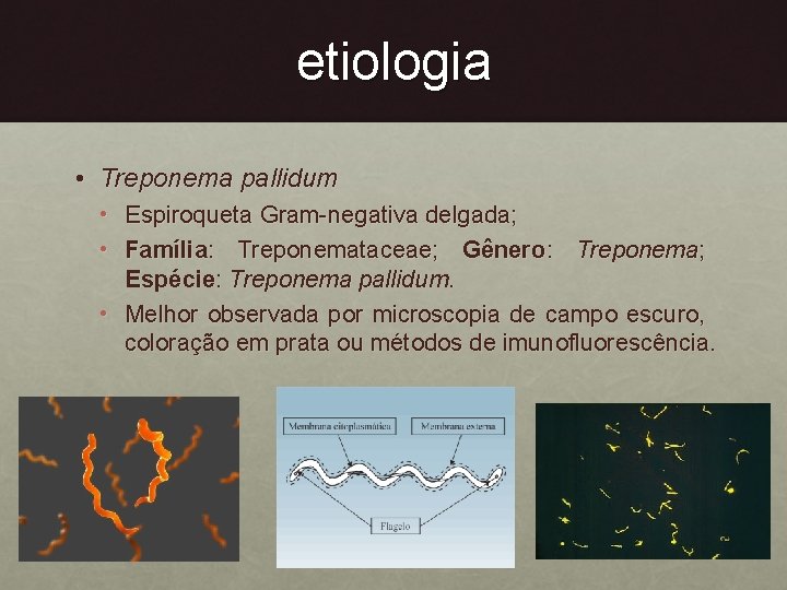 etiologia • Treponema pallidum • Espiroqueta Gram-negativa delgada; • Família: Treponemataceae; Gênero: Treponema; Espécie: