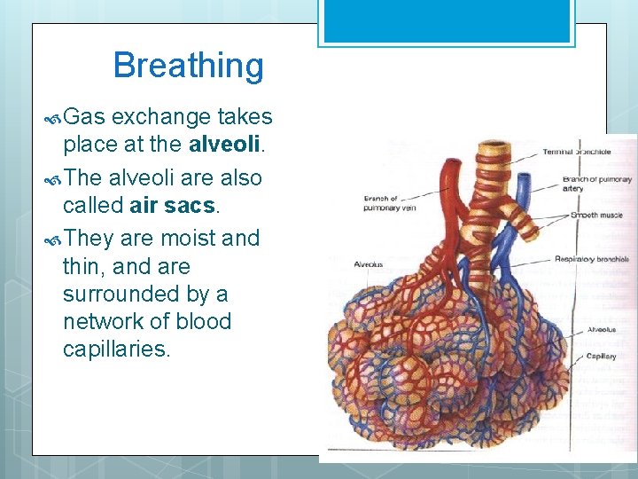 Breathing Gas exchange takes place at the alveoli. The alveoli are also called air