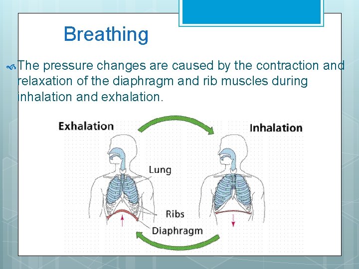 Breathing The pressure changes are caused by the contraction and relaxation of the diaphragm