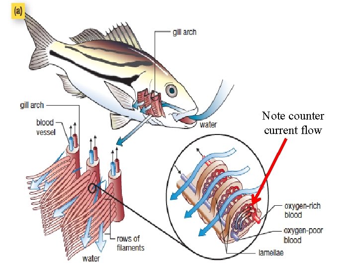 Respiration in Fish Note counter current flow 