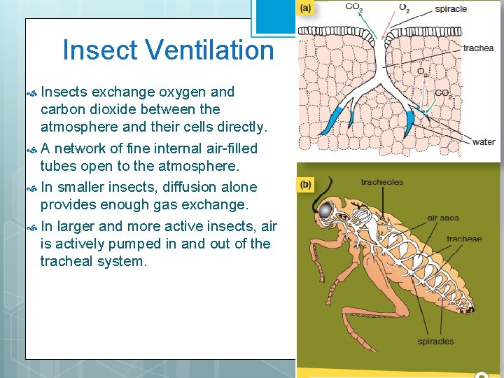 Insect Ventilation Insects exchange oxygen and carbon dioxide between the atmosphere and their cells
